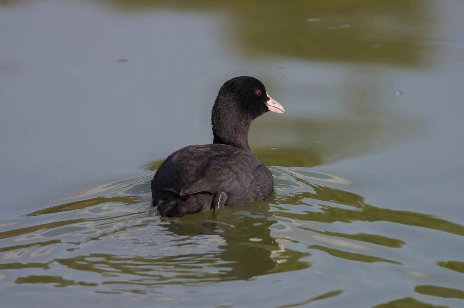野鳥写真・オオバンの写真