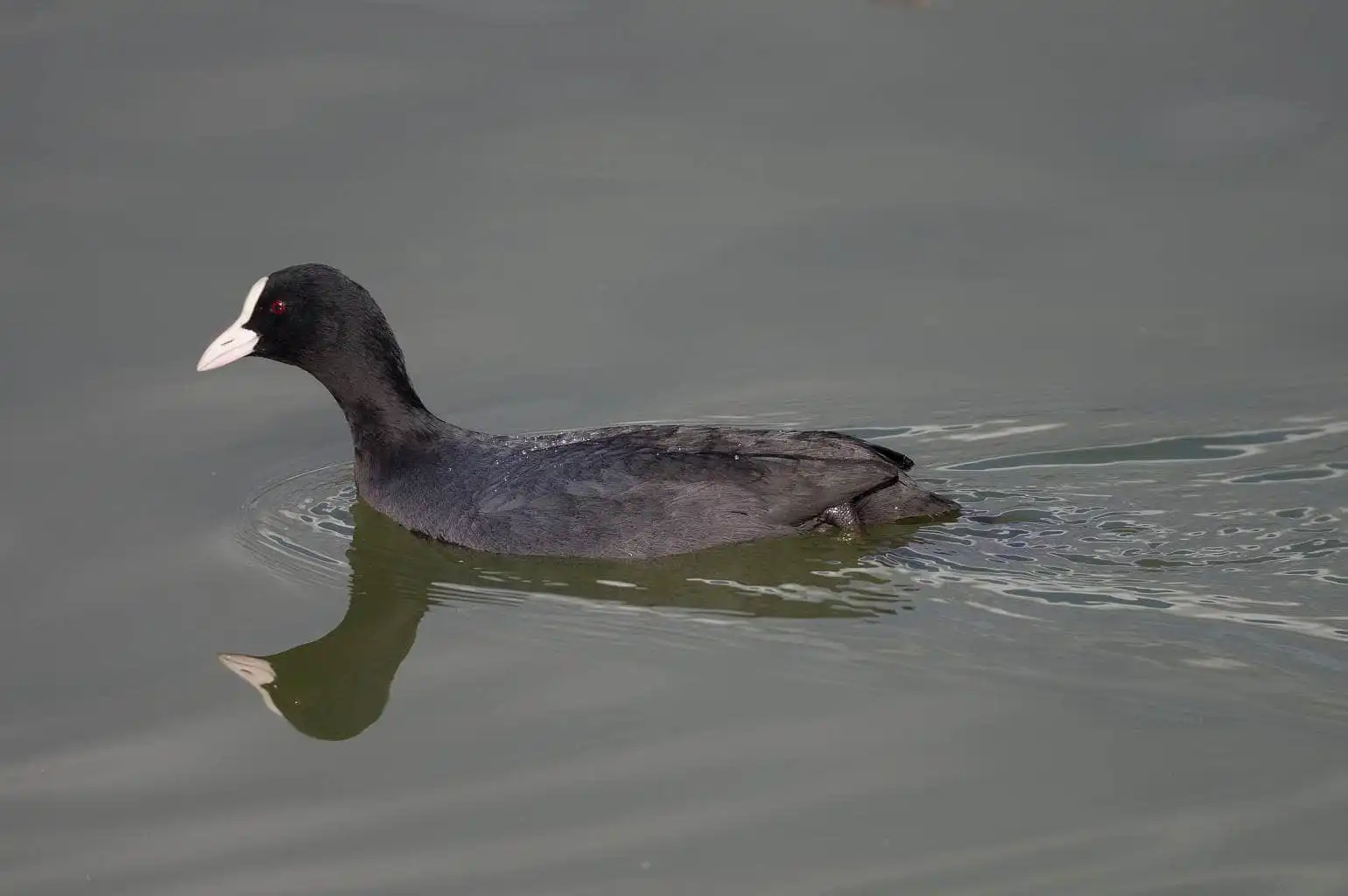 野鳥写真・オオバンの写真