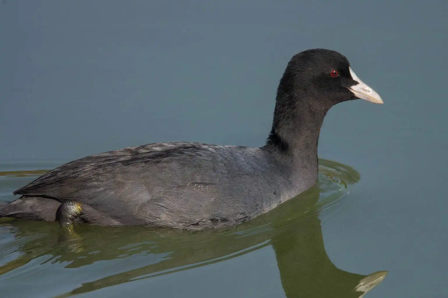 野鳥写真・オオバンの写真