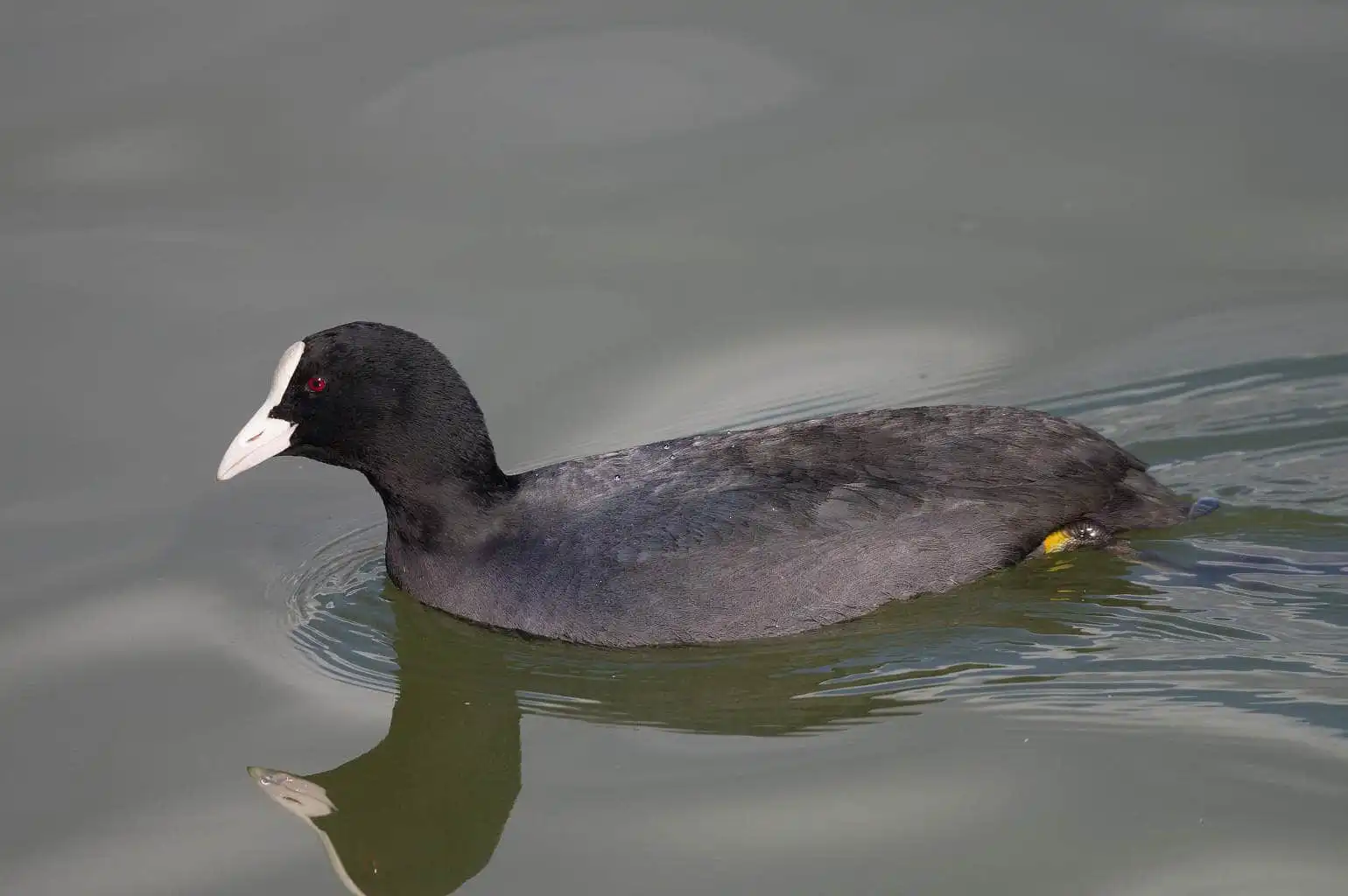 野鳥写真・オオバンの写真