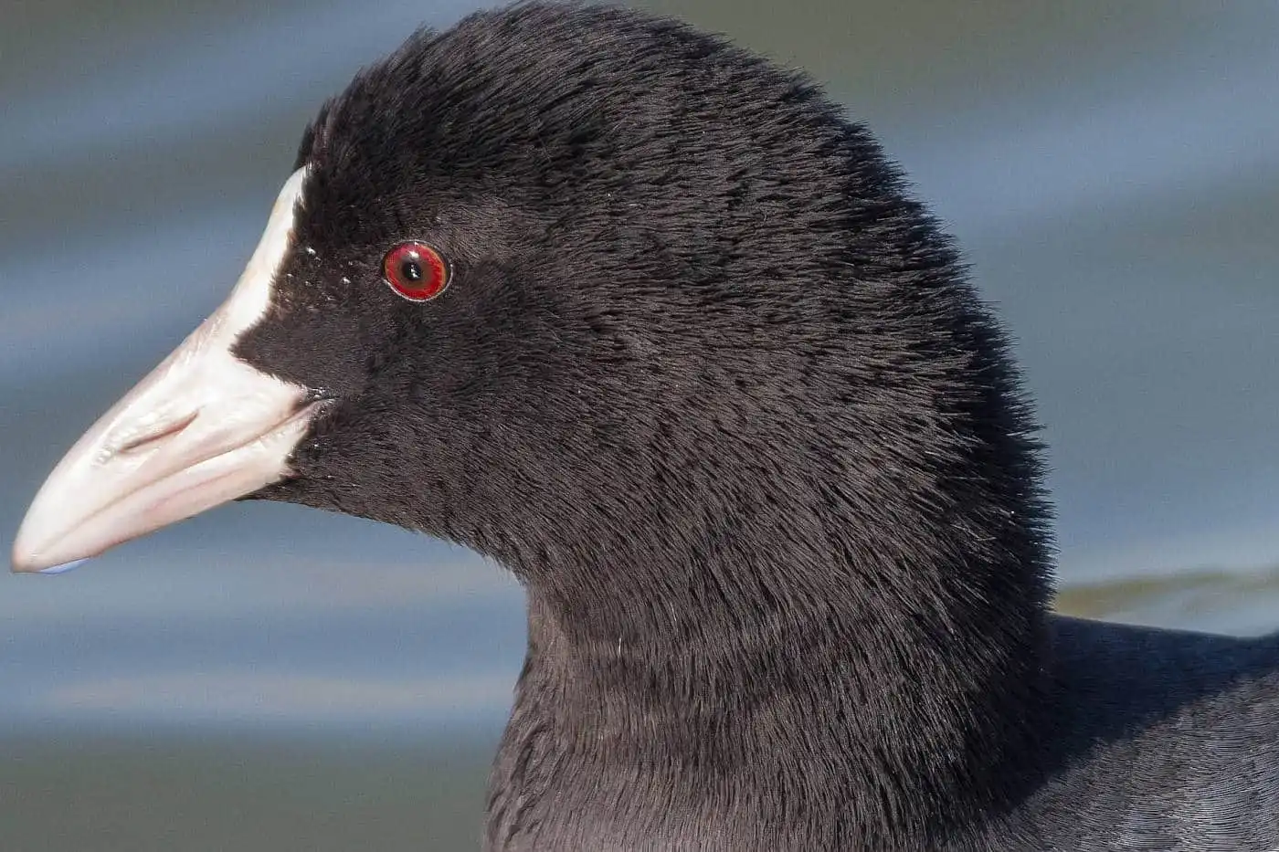 野鳥写真・オオバンの写真