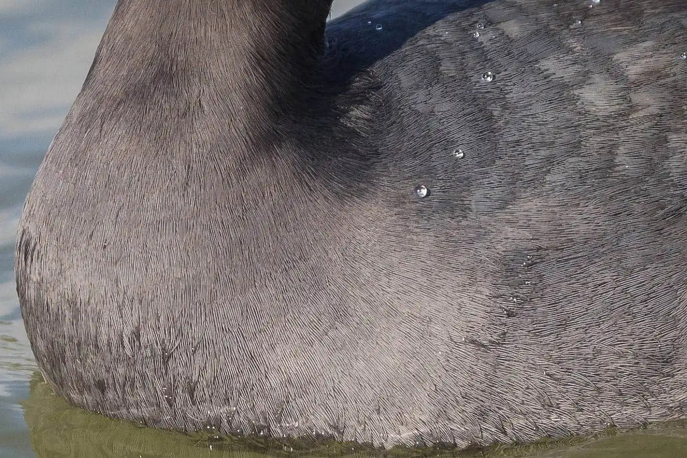 野鳥写真・オオバンの写真