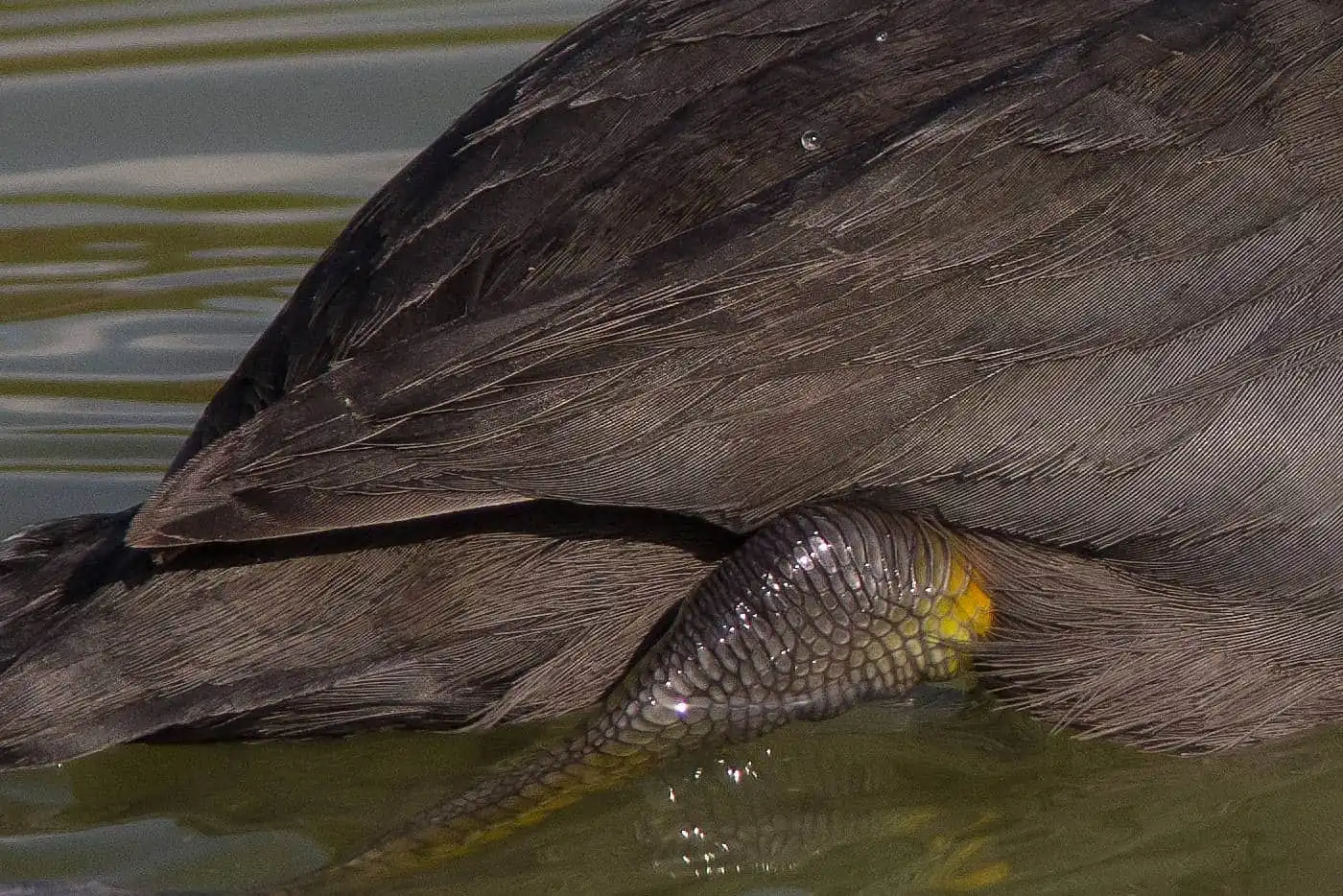 野鳥写真・オオバンの写真