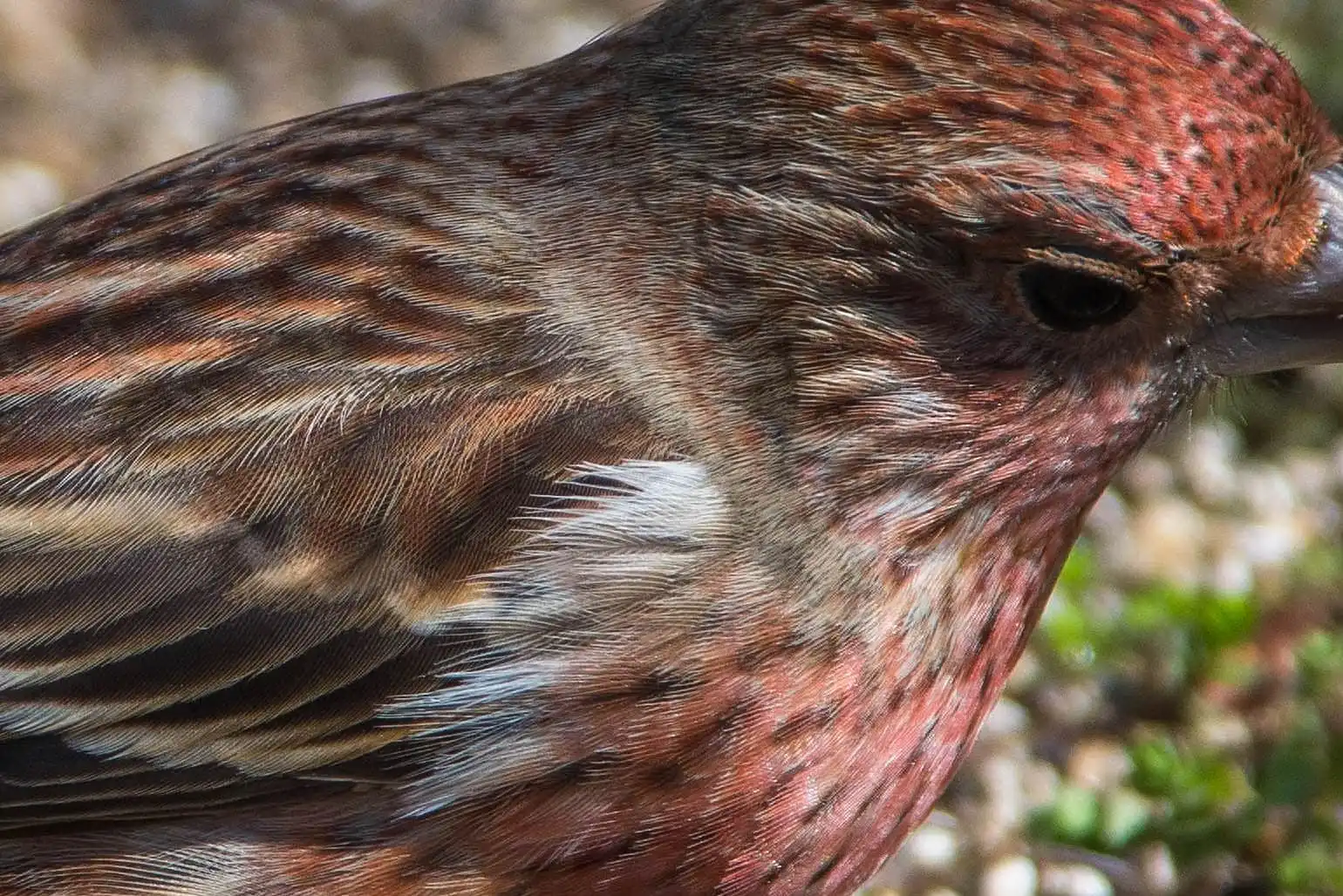 野鳥写真・オオマシコの写真