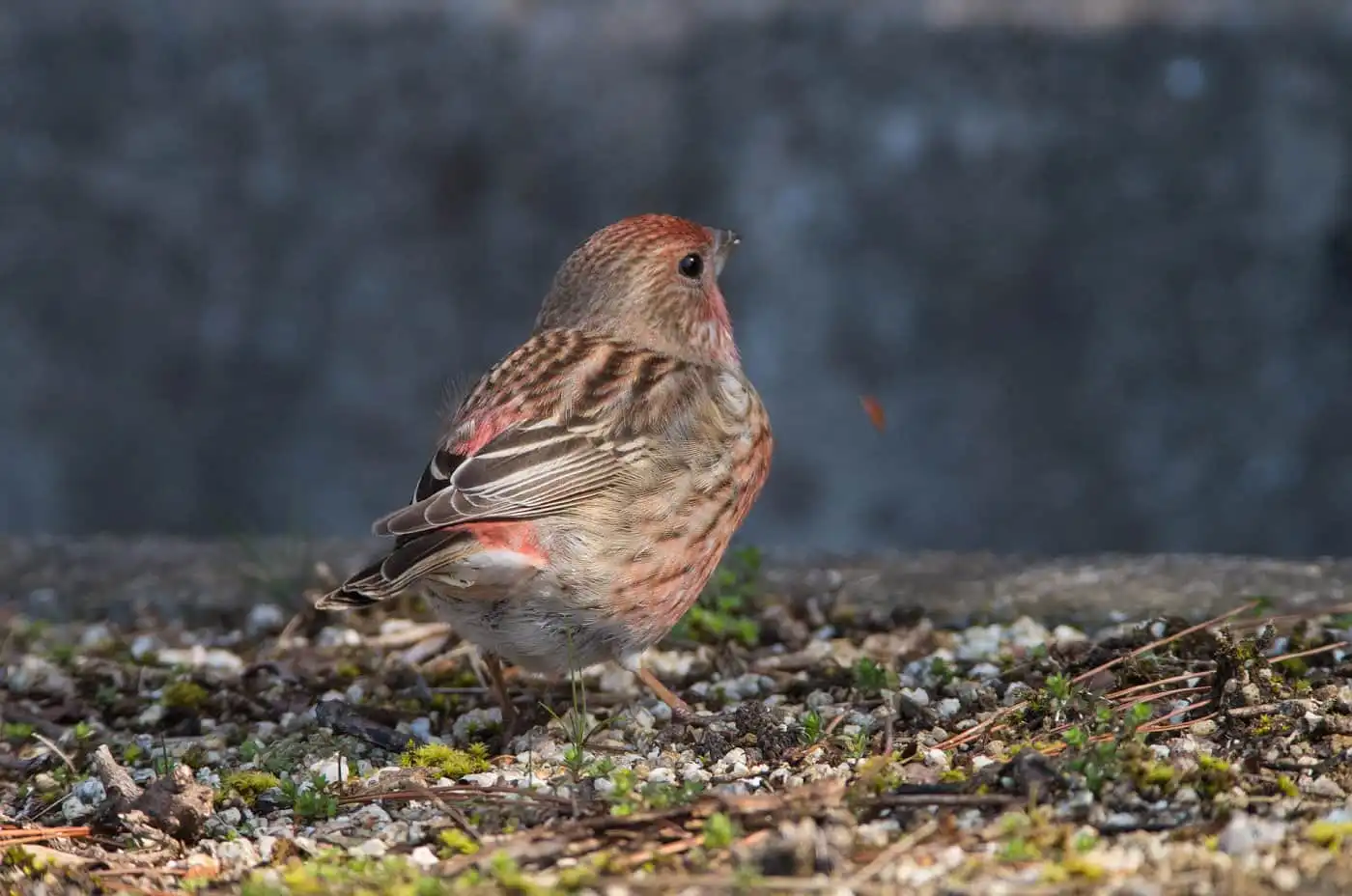 野鳥写真・オオマシコの写真
