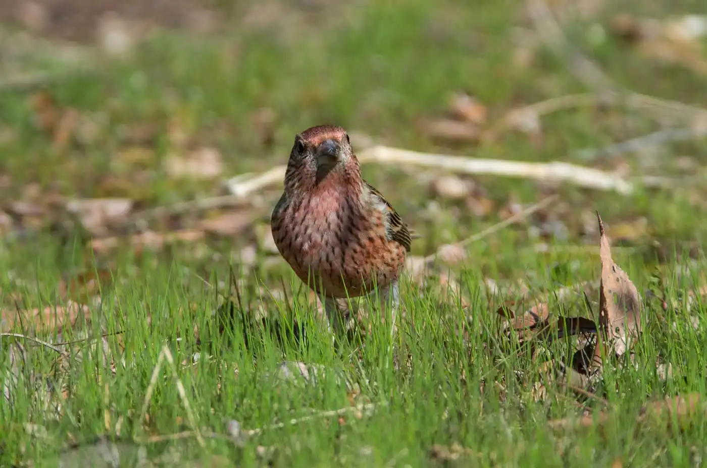 野鳥写真・オオマシコの写真
