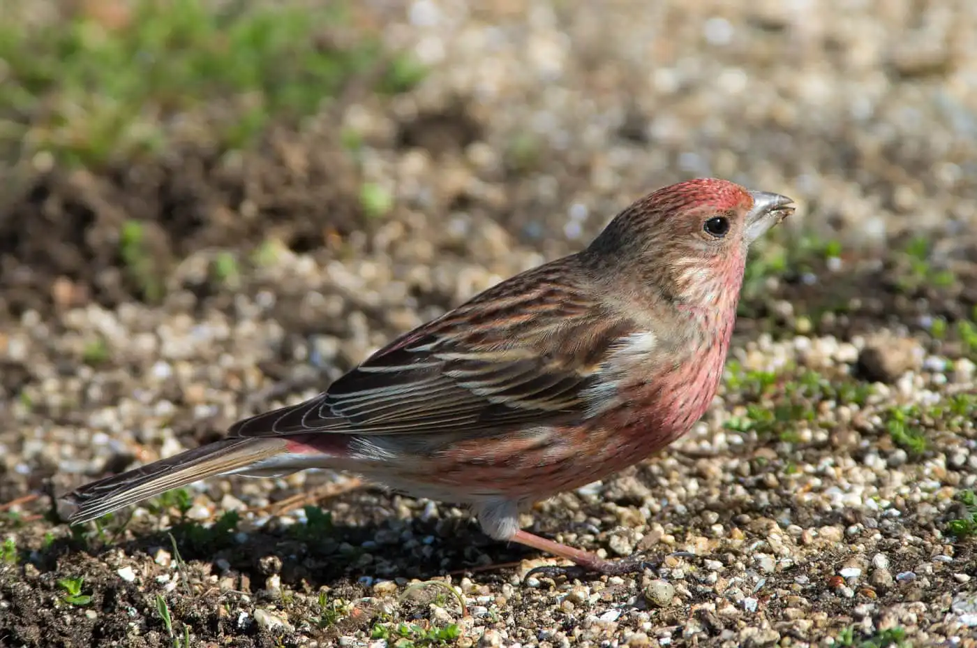 野鳥写真・オオマシコの写真