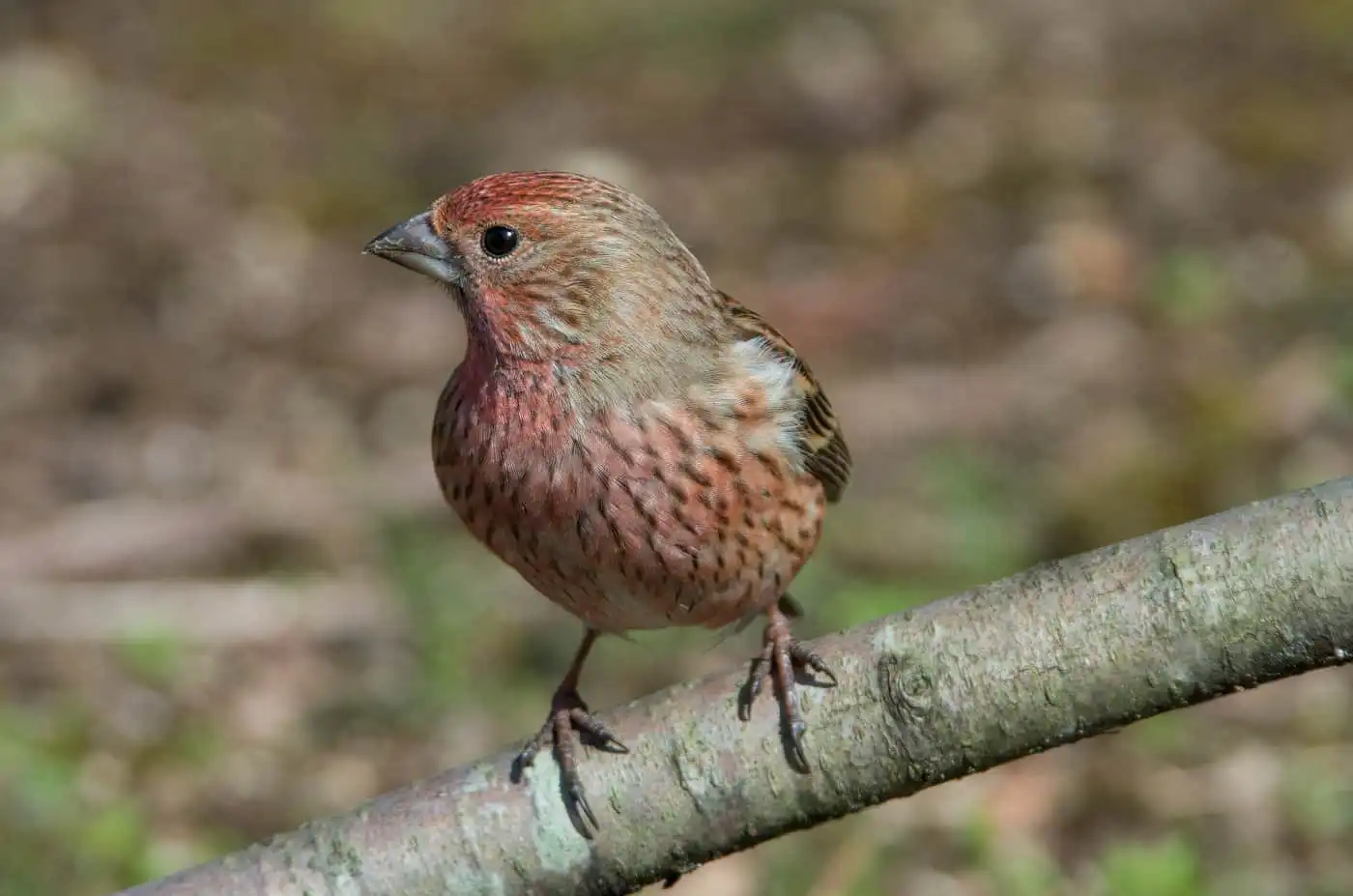 野鳥写真・オオマシコの写真