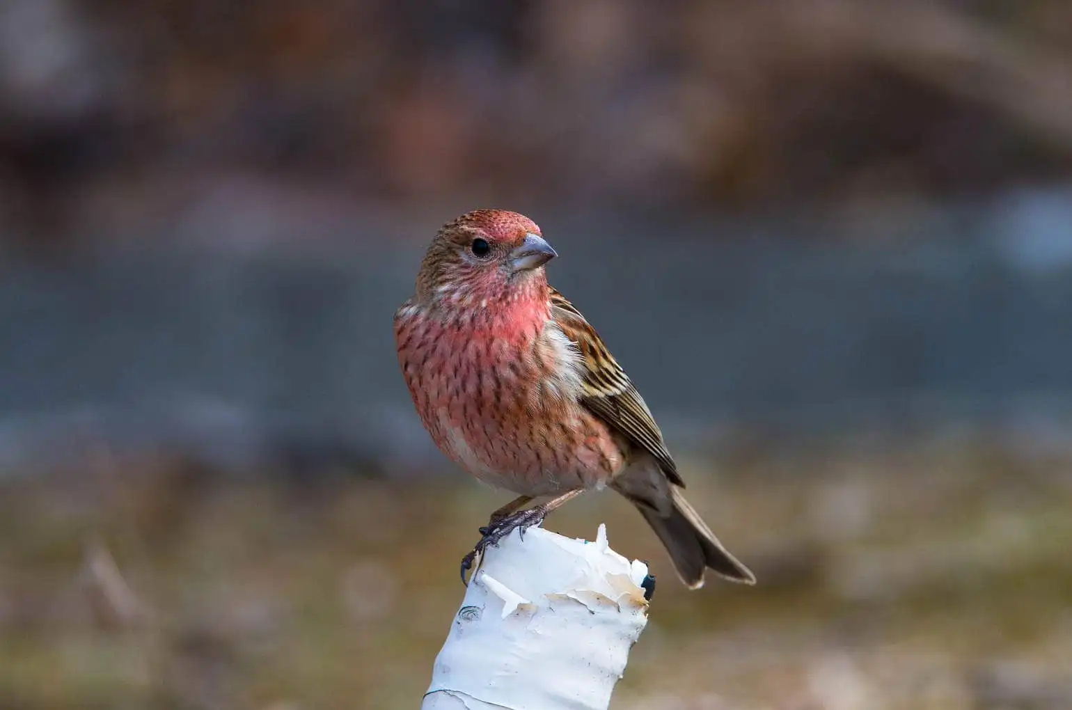 野鳥写真・オオマシコの写真