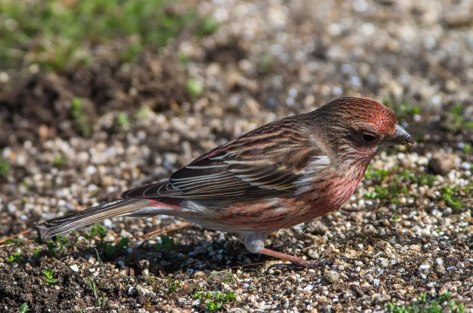 野鳥写真・オオマシコの写真