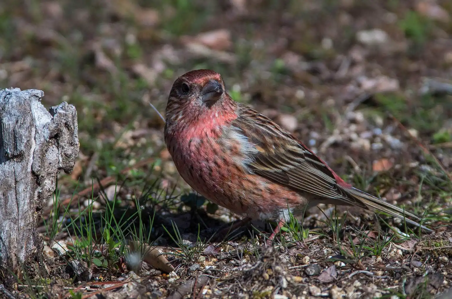 野鳥写真・オオマシコの写真