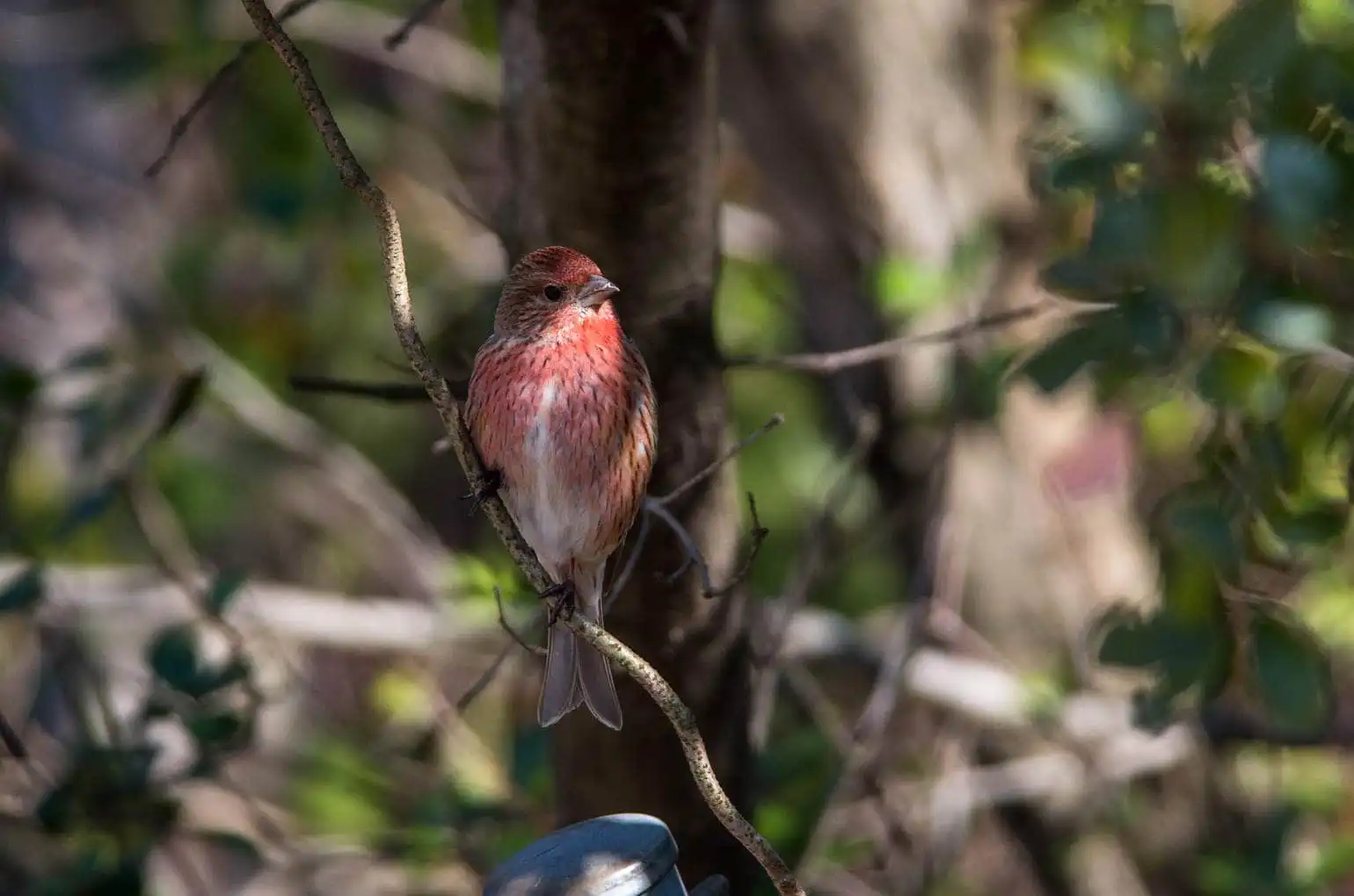 野鳥写真・オオマシコの写真