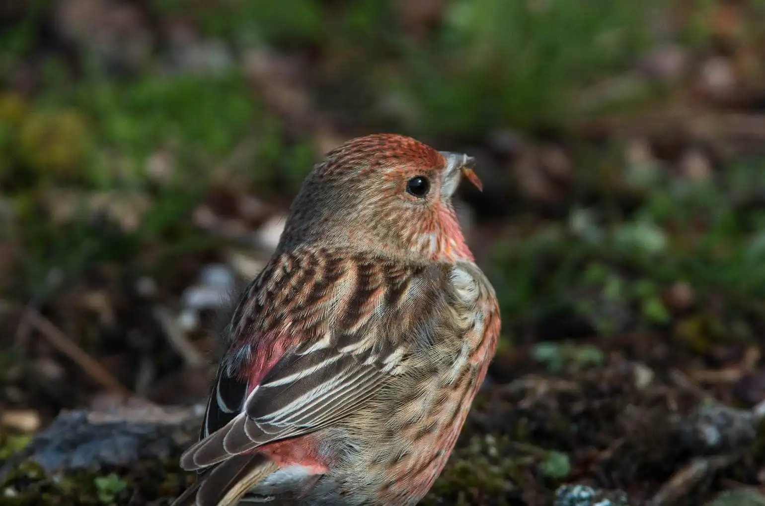 野鳥写真・オオマシコの写真