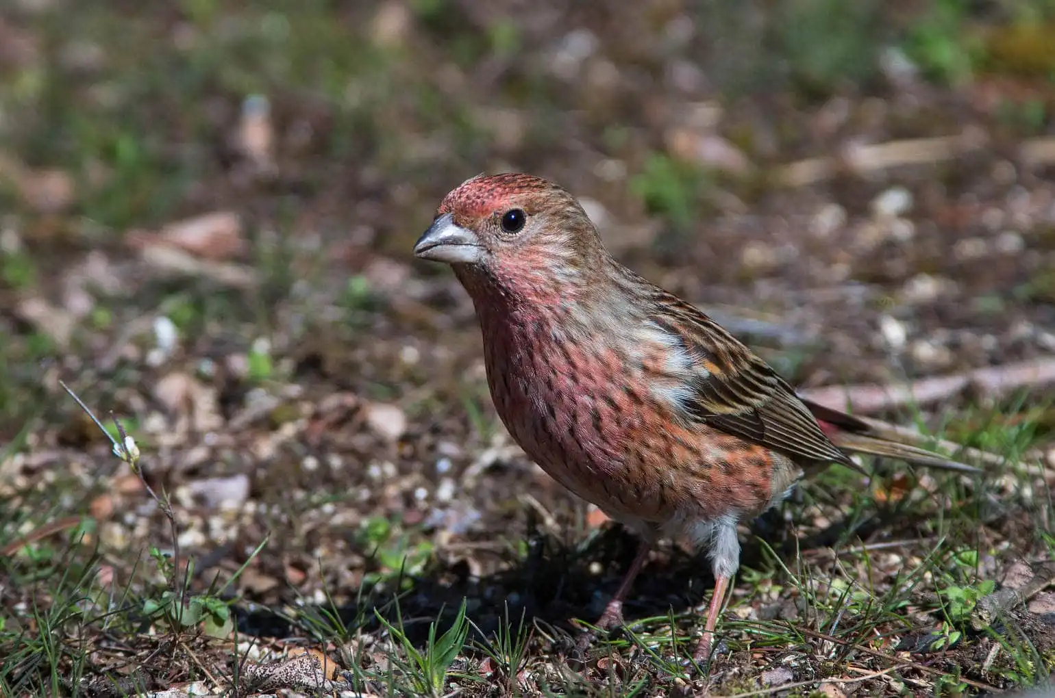 野鳥写真・オオマシコの写真