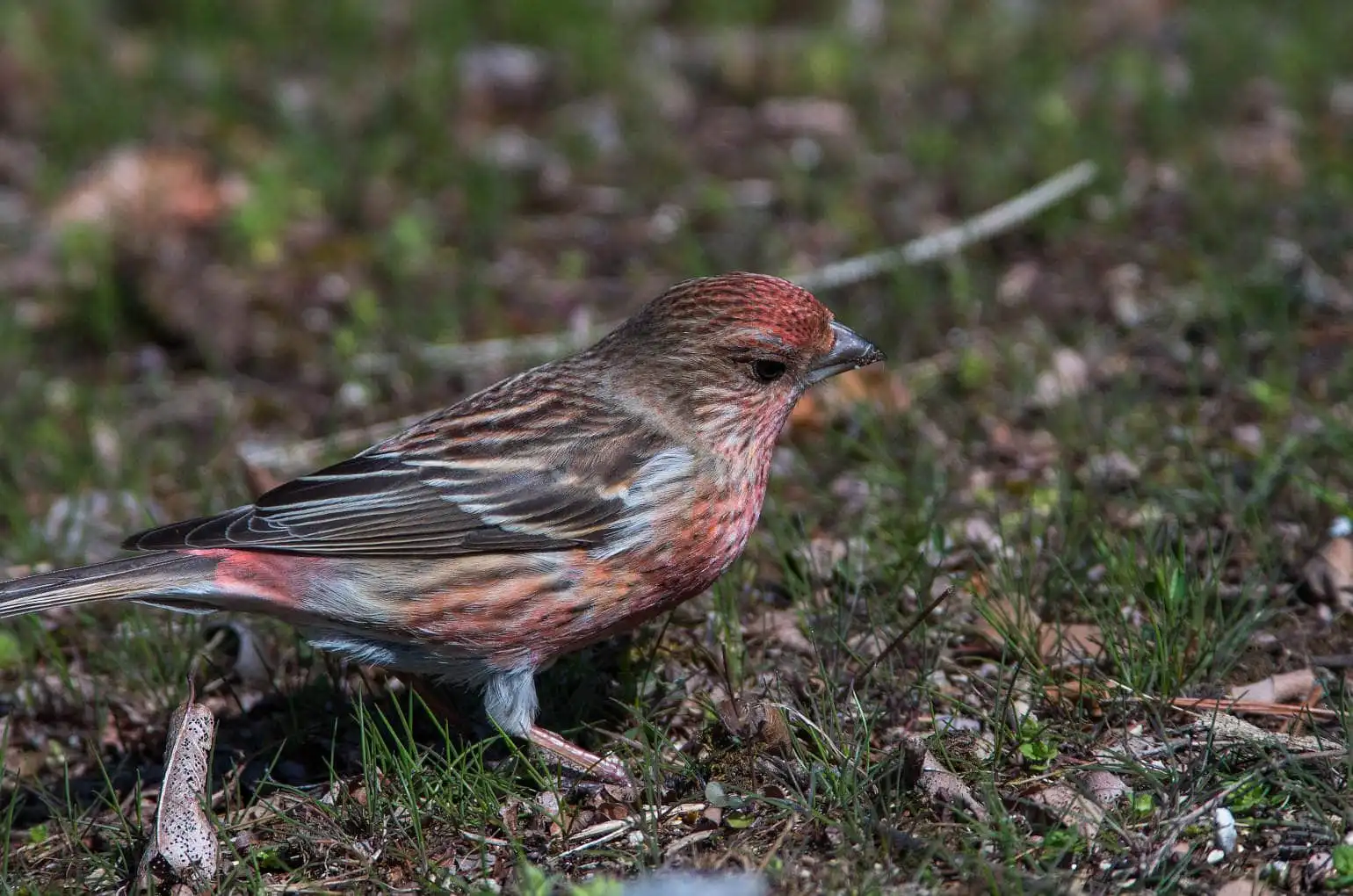 野鳥写真・オオマシコの写真