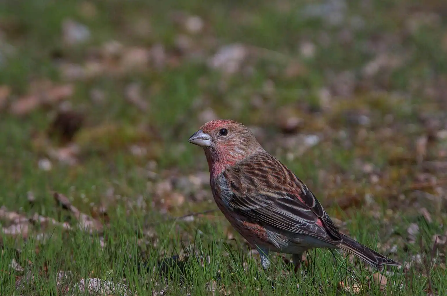野鳥写真・オオマシコの写真