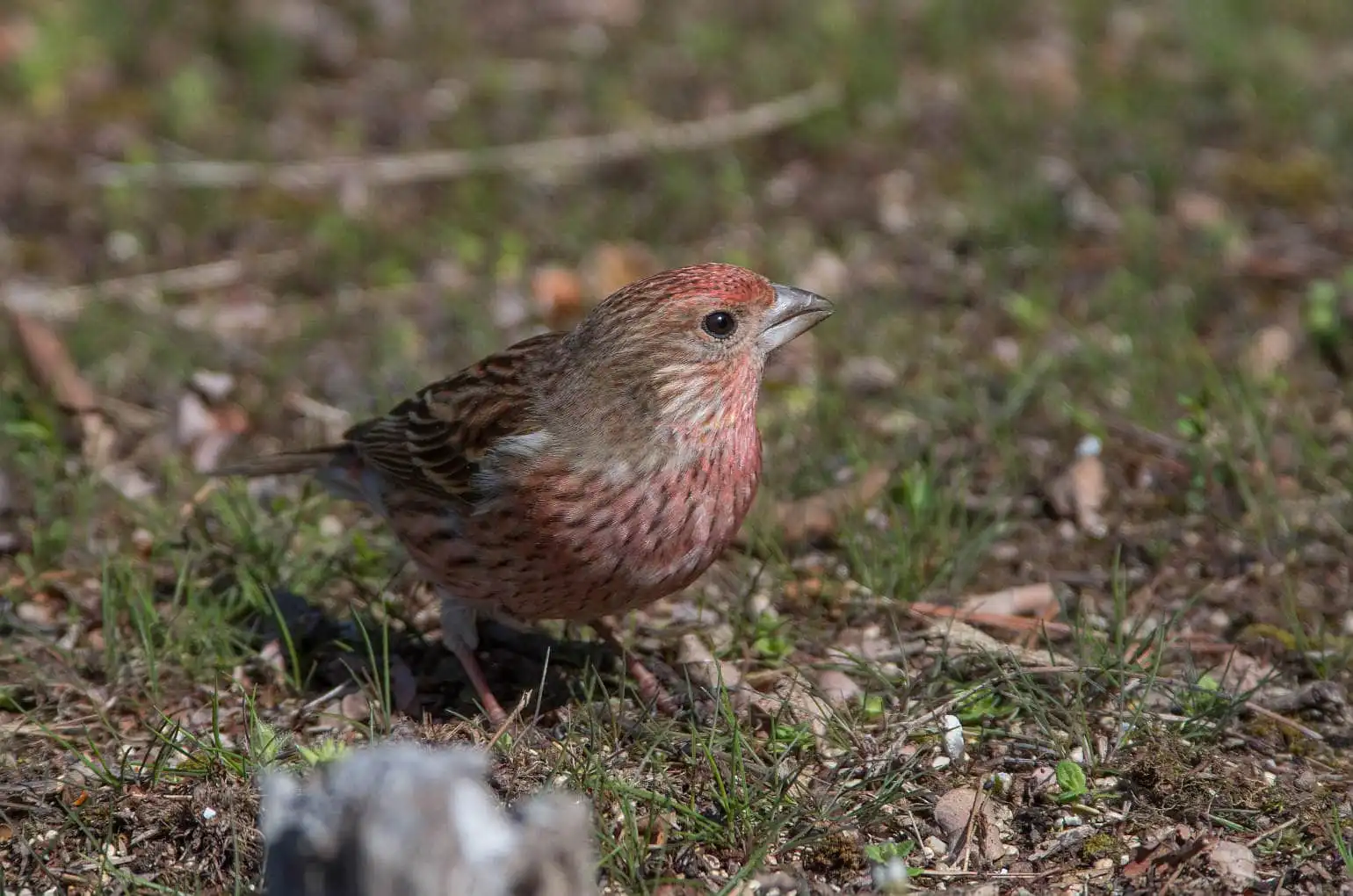 野鳥写真・オオマシコの写真