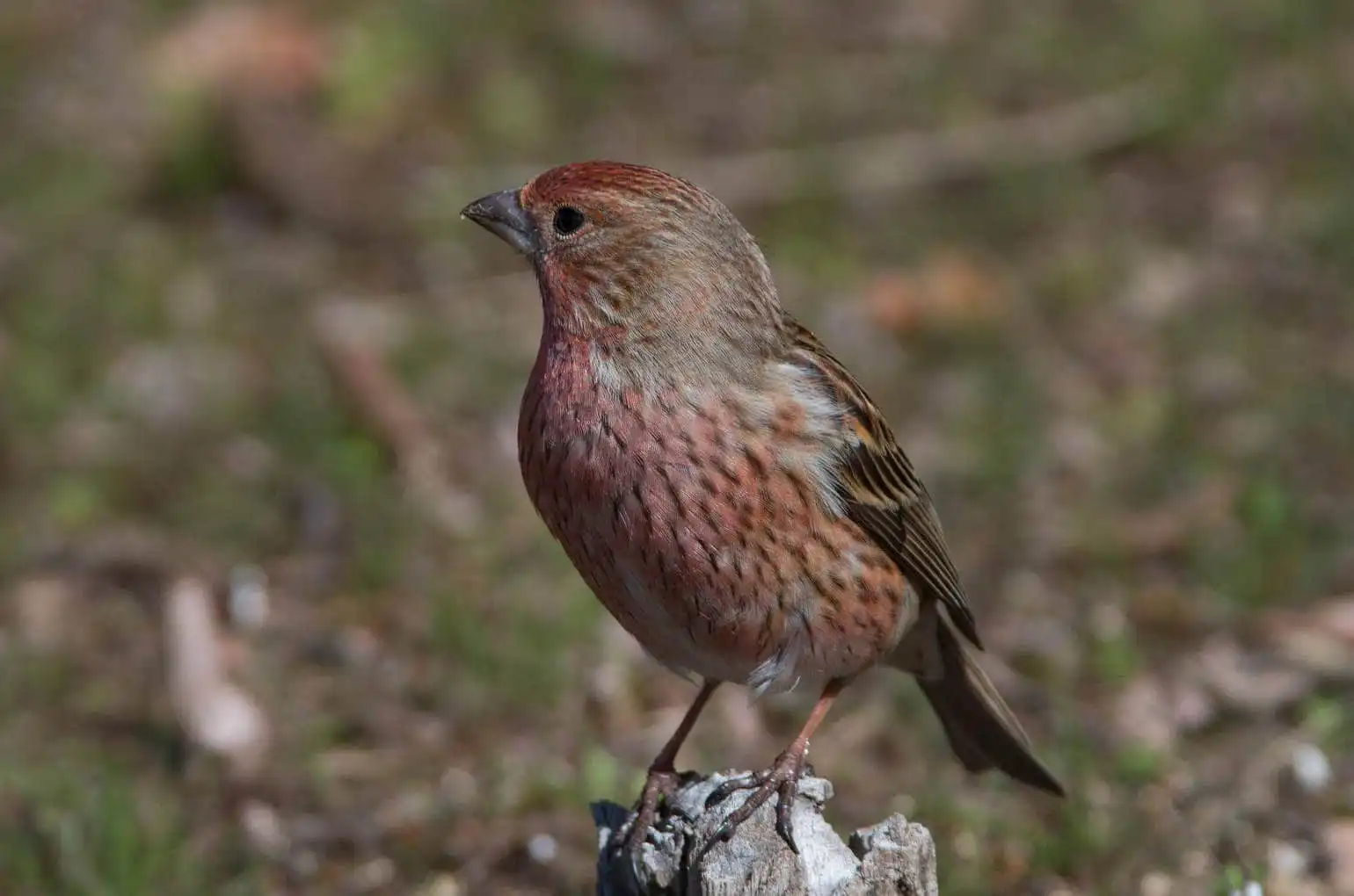 野鳥写真・オオマシコの写真