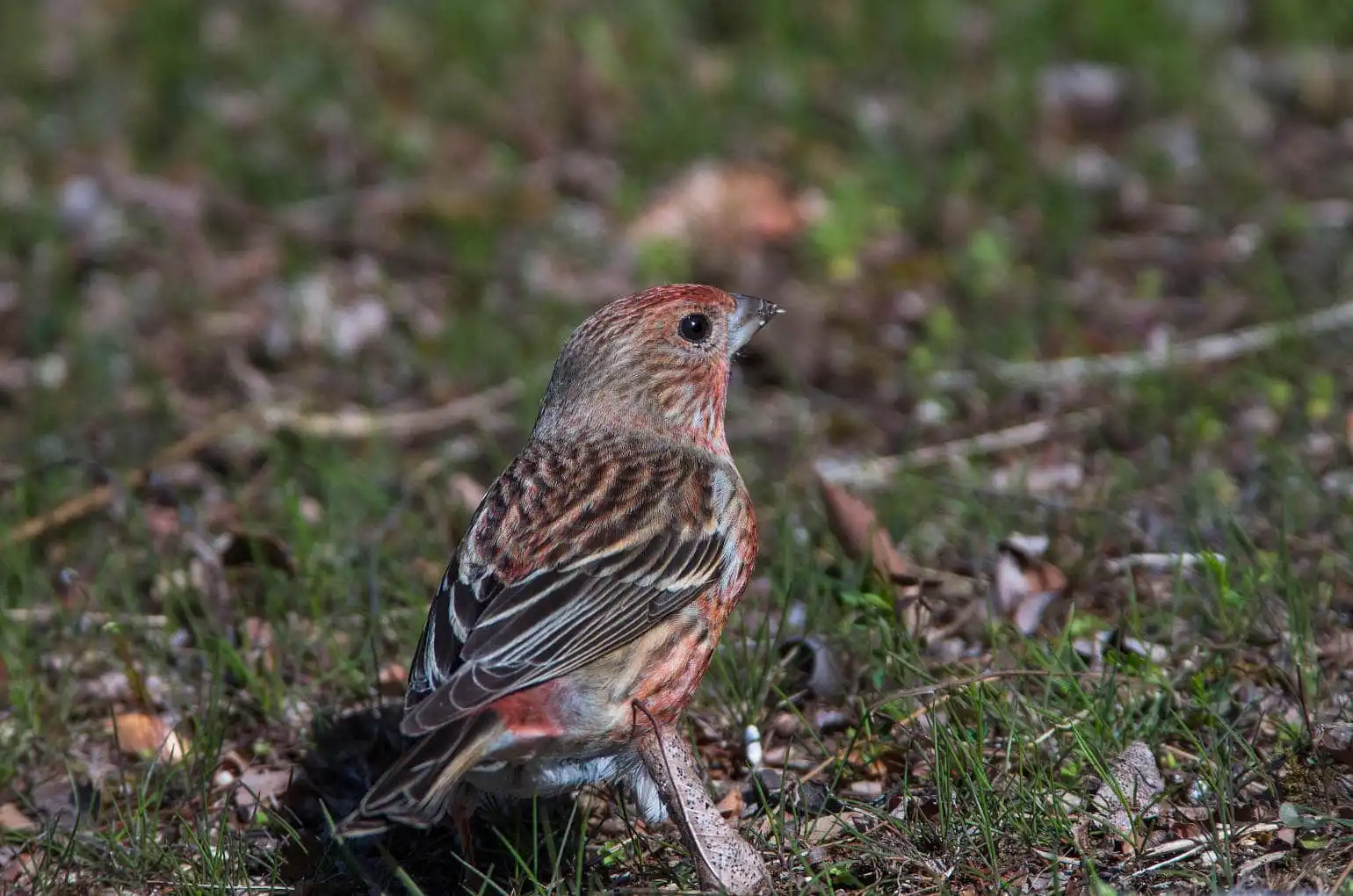野鳥写真・オオマシコの写真