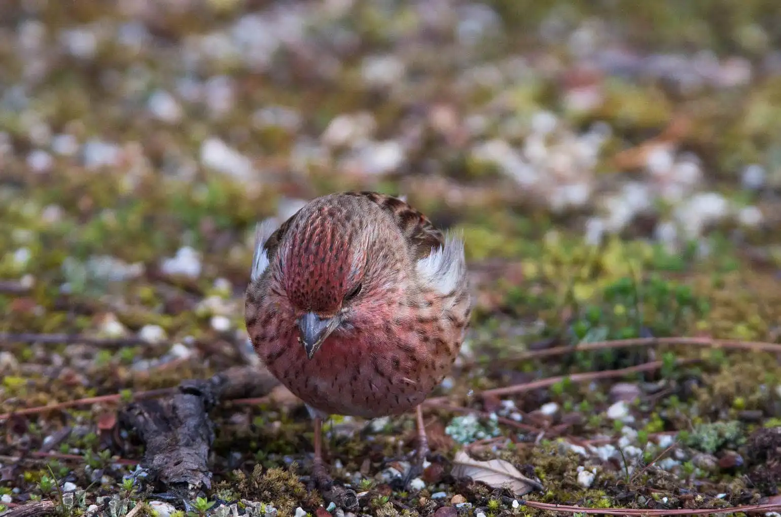 野鳥写真・オオマシコの写真