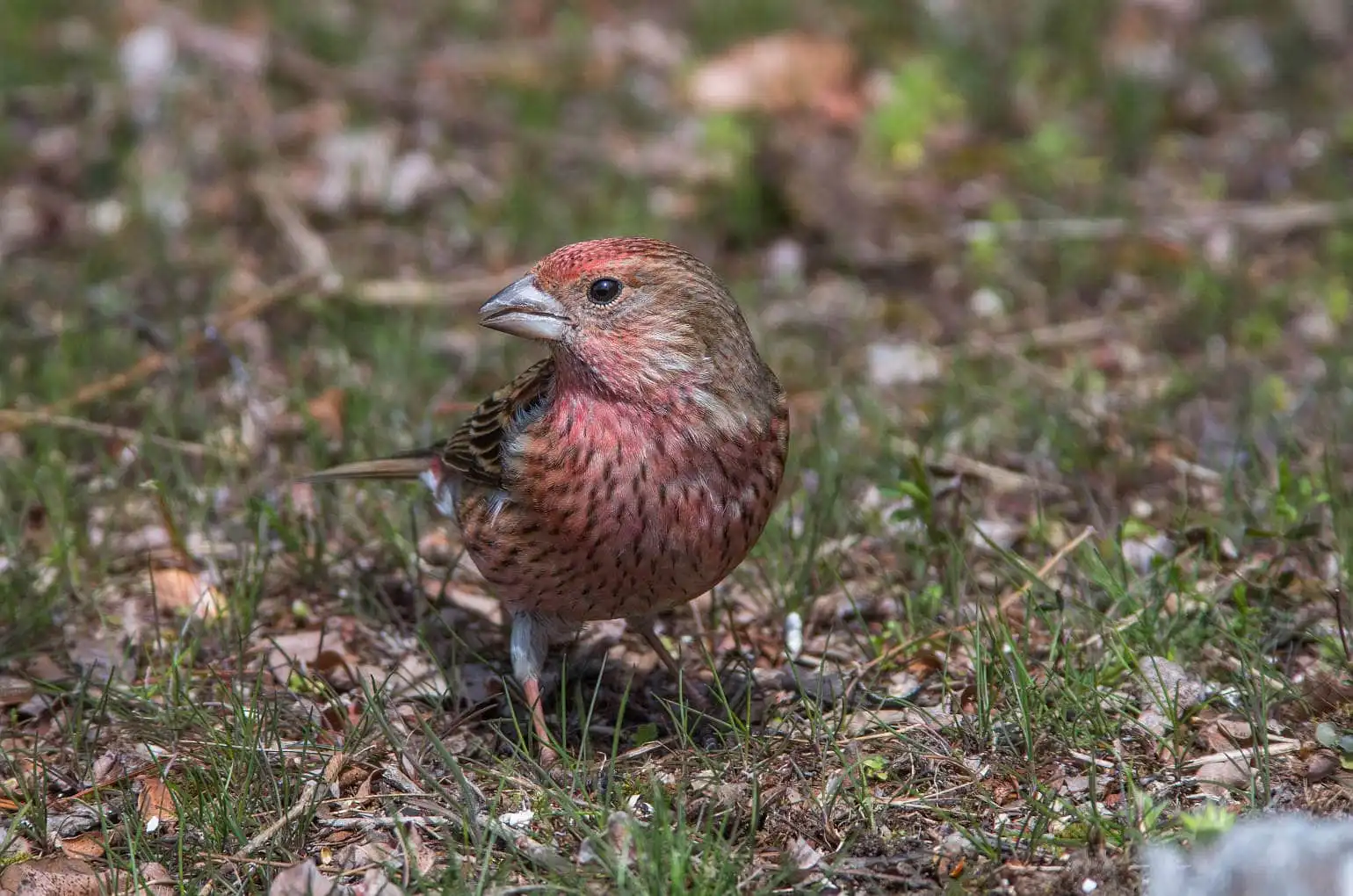 野鳥写真・オオマシコの写真