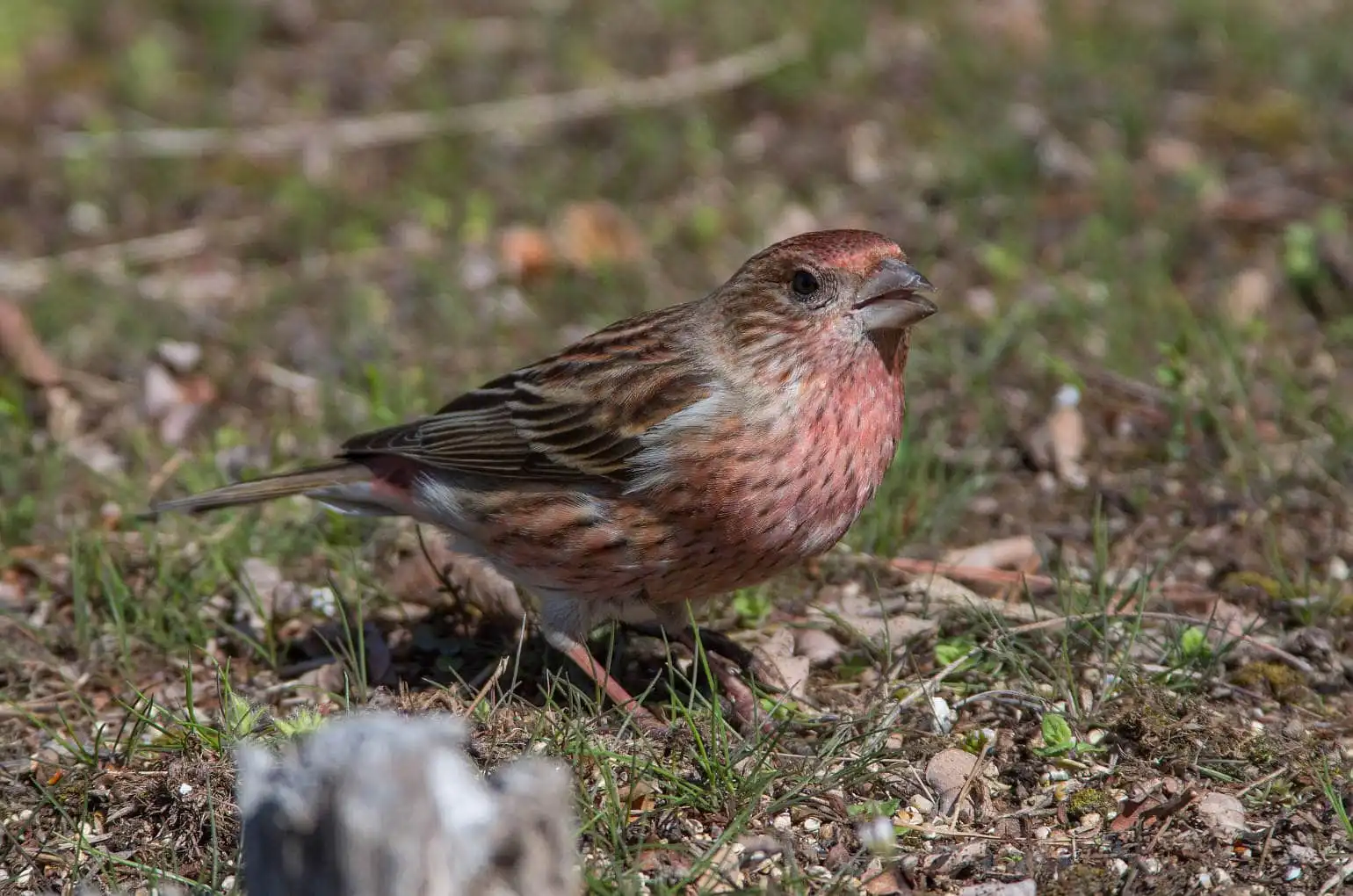 野鳥写真・オオマシコの写真