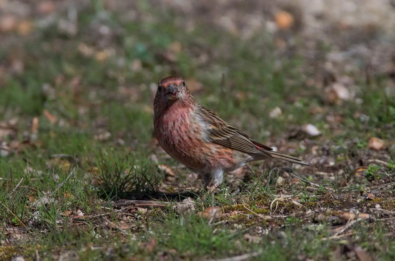 野鳥写真・オオマシコの写真