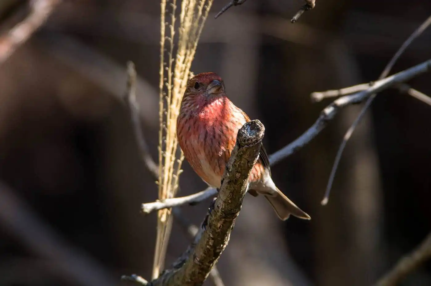 野鳥写真・オオマシコの写真