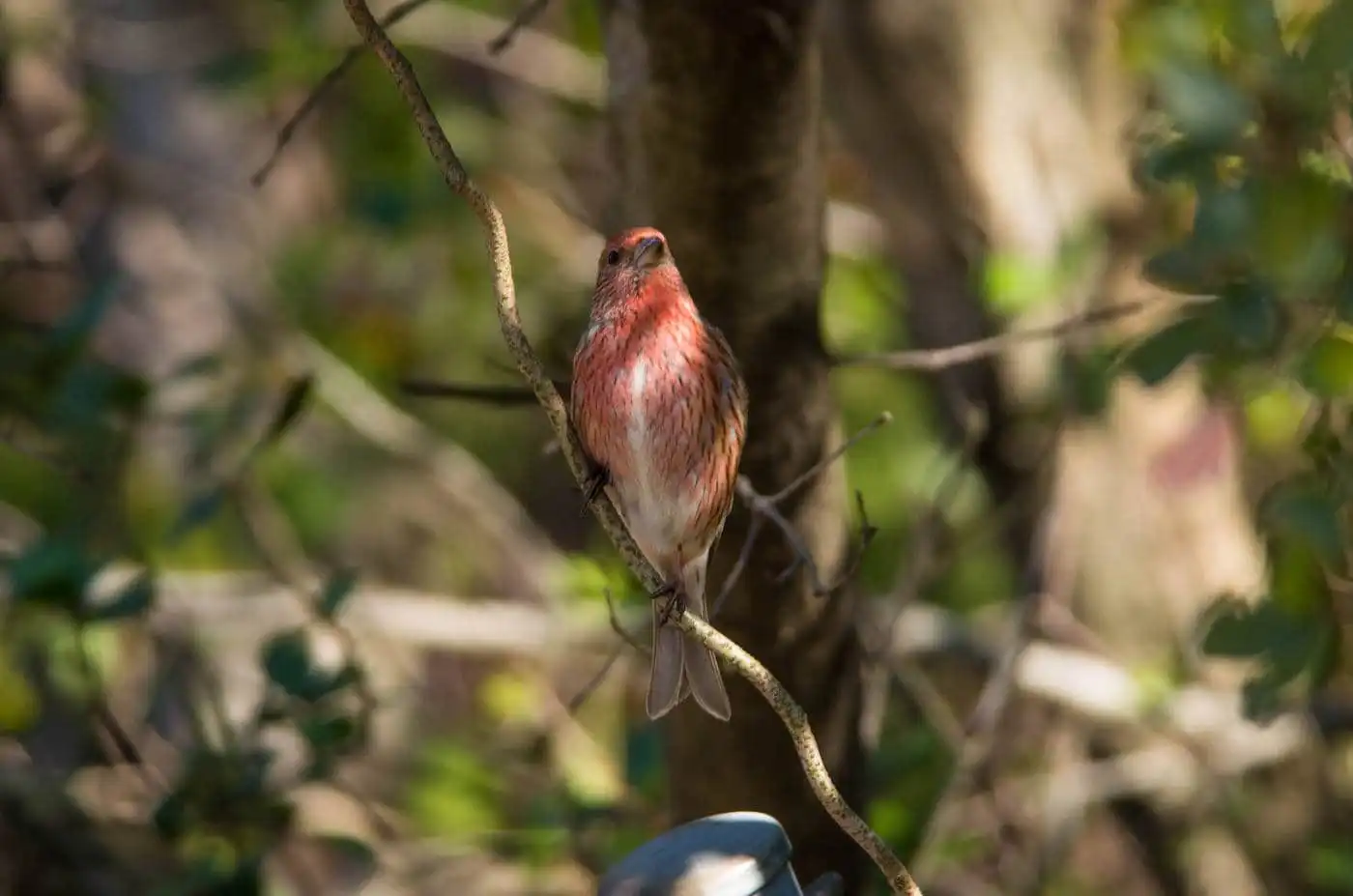 野鳥写真・オオマシコの写真