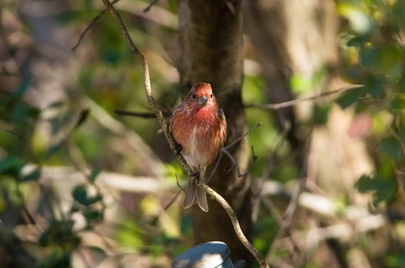 野鳥写真・オオマシコの写真