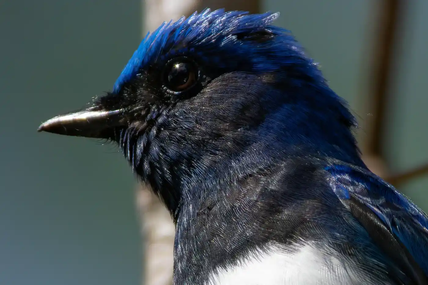 野鳥写真・オオルリの写真