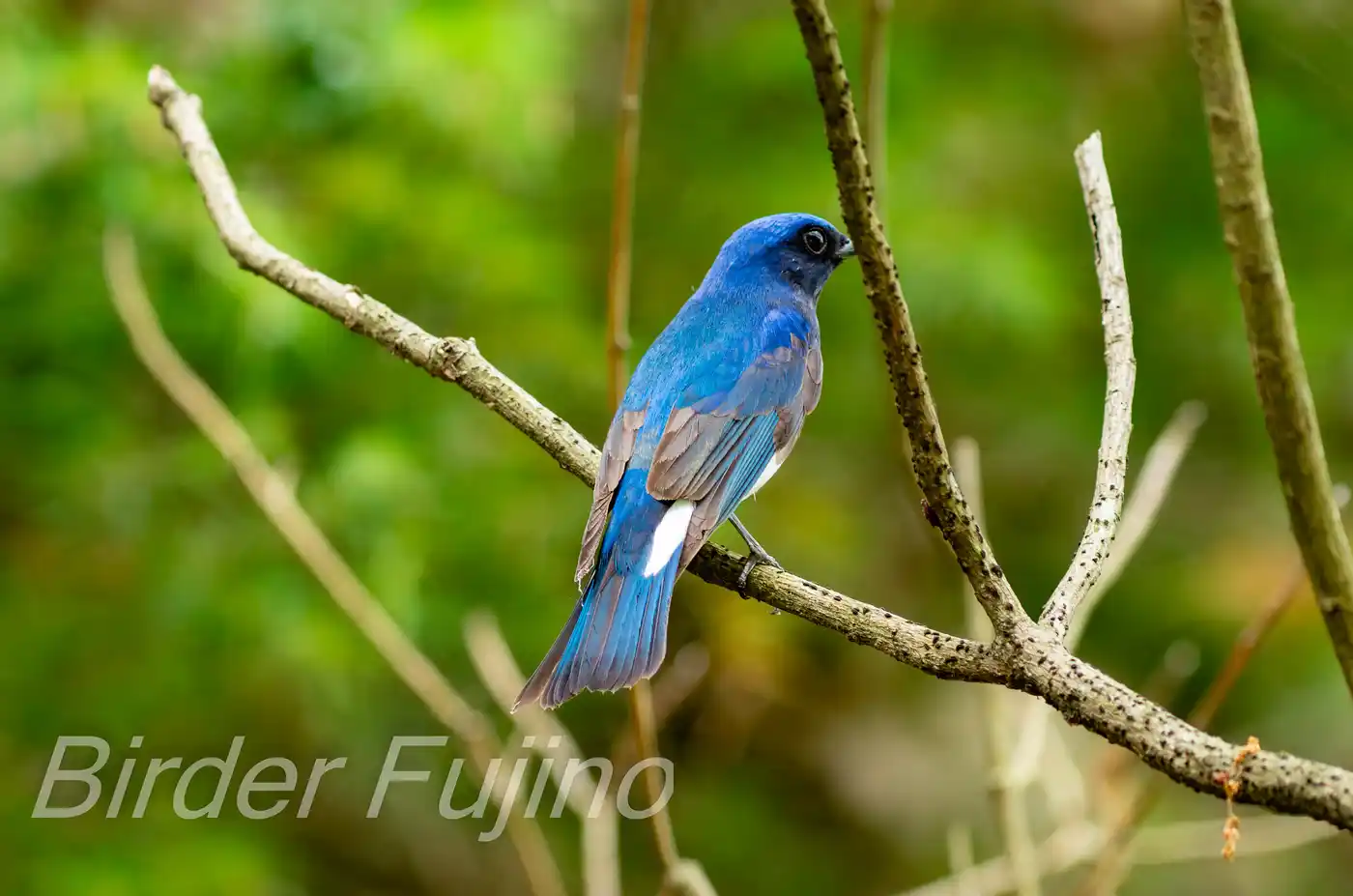野鳥写真・オオルリの写真