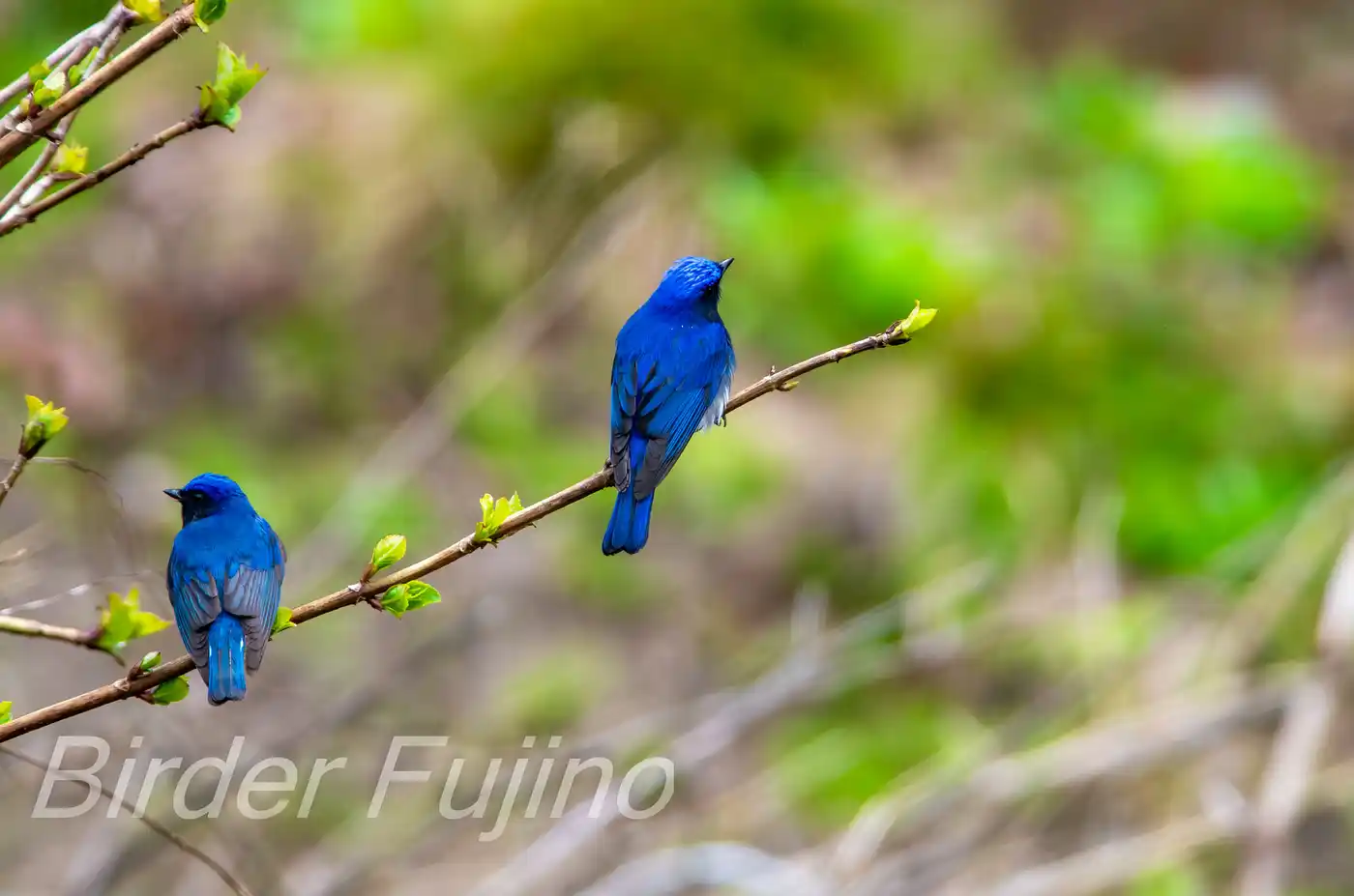 野鳥写真・オオルリの写真