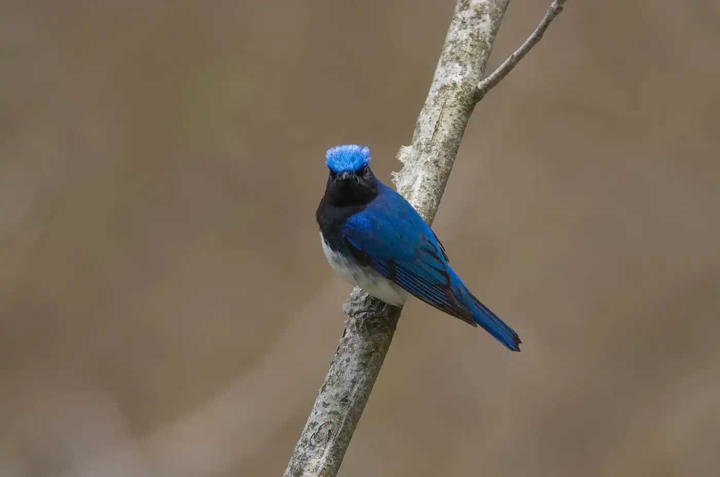 野鳥写真・オオルリの写真
