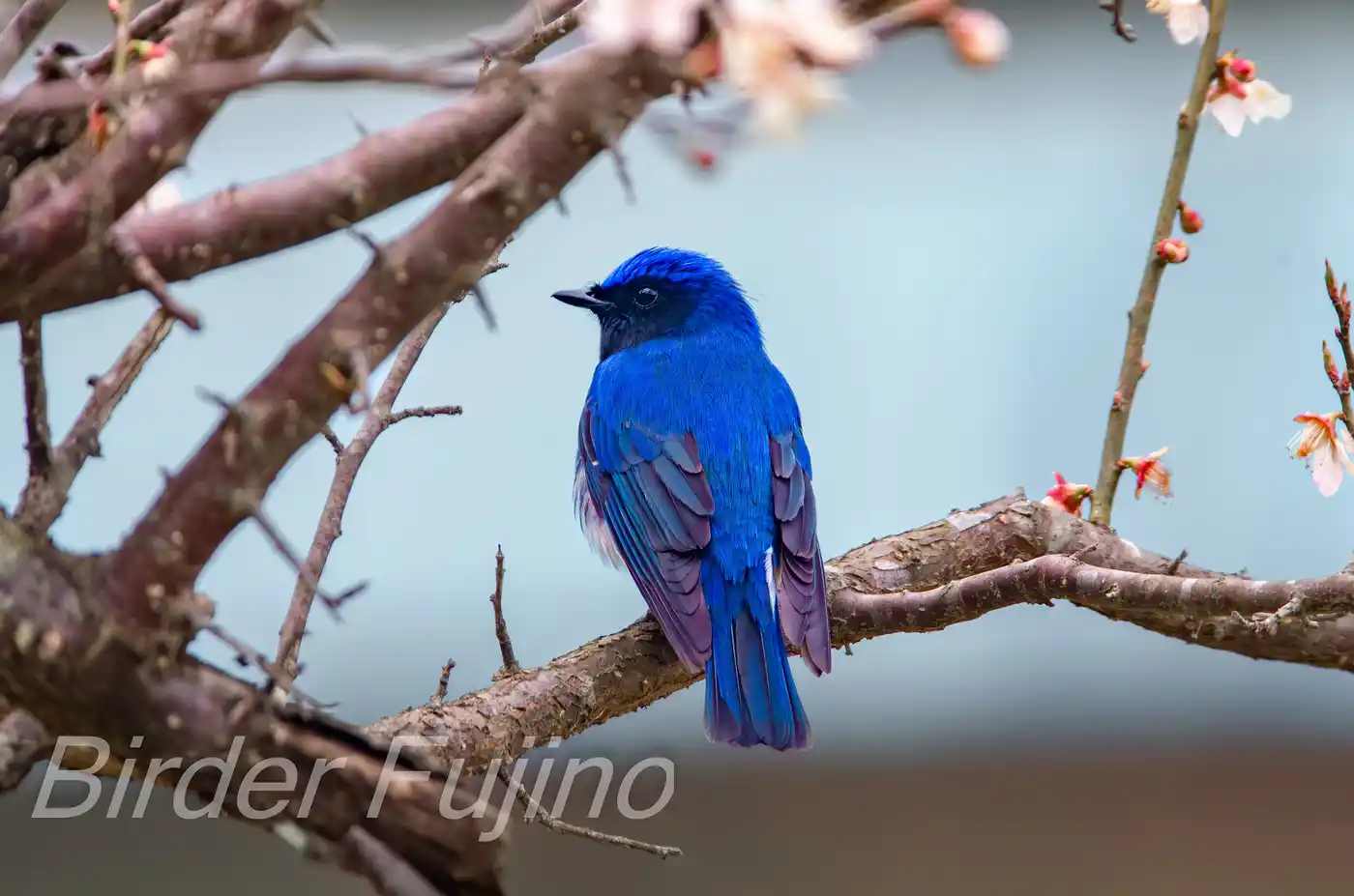 野鳥写真・オオルリの写真