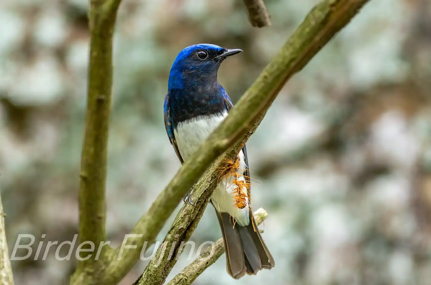 野鳥写真・オオルリの写真