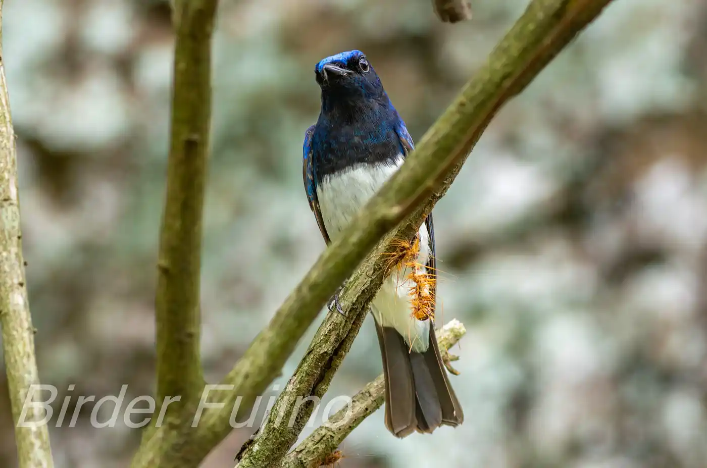 野鳥写真・オオルリの写真