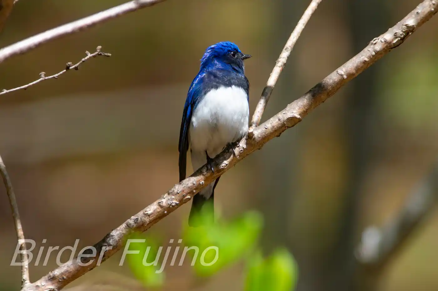 野鳥写真・オオルリの写真