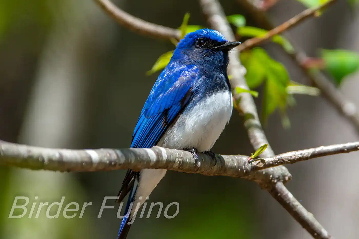 野鳥写真・オオルリの写真