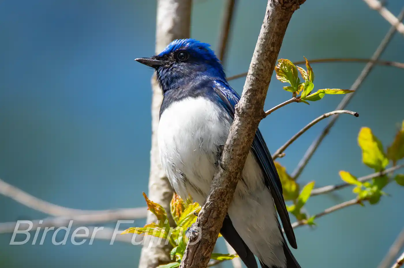 野鳥写真・オオルリの写真