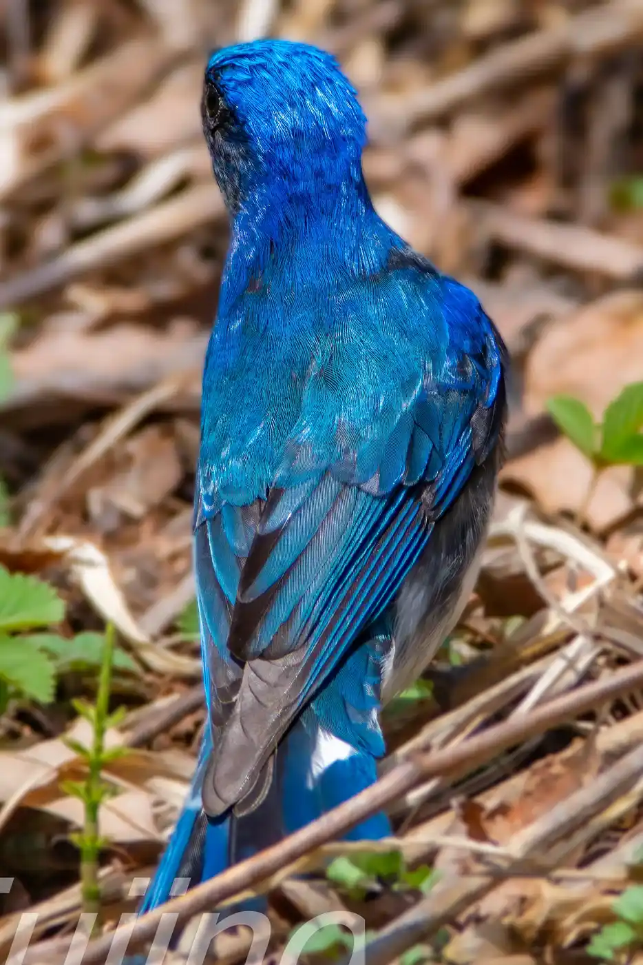 野鳥写真・オオルリの写真