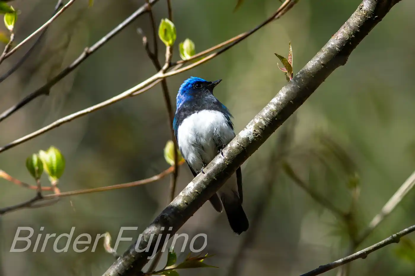 野鳥写真・オオルリの写真