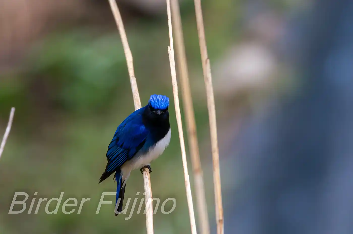 野鳥写真・オオルリの写真
