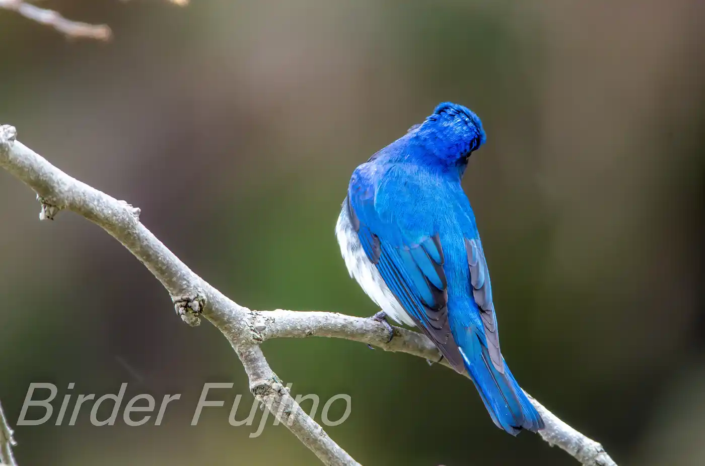 野鳥写真・オオルリの写真