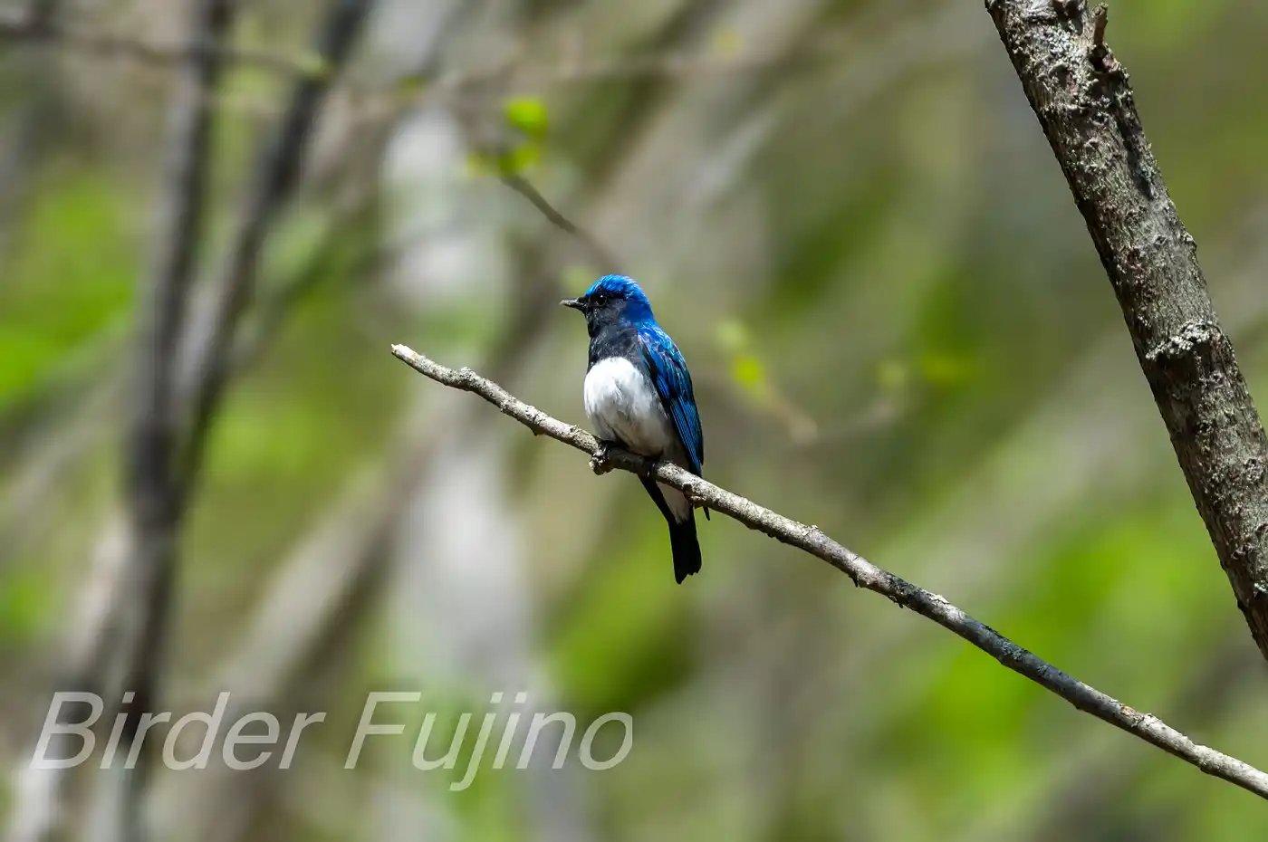 野鳥写真・オオルリの写真