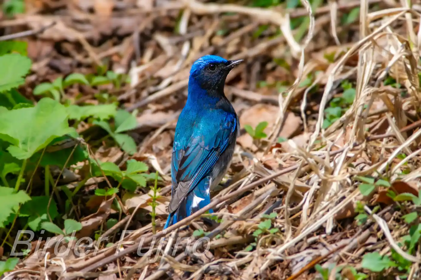 野鳥写真・オオルリの写真