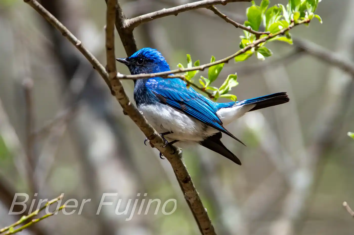 野鳥写真・オオルリの写真