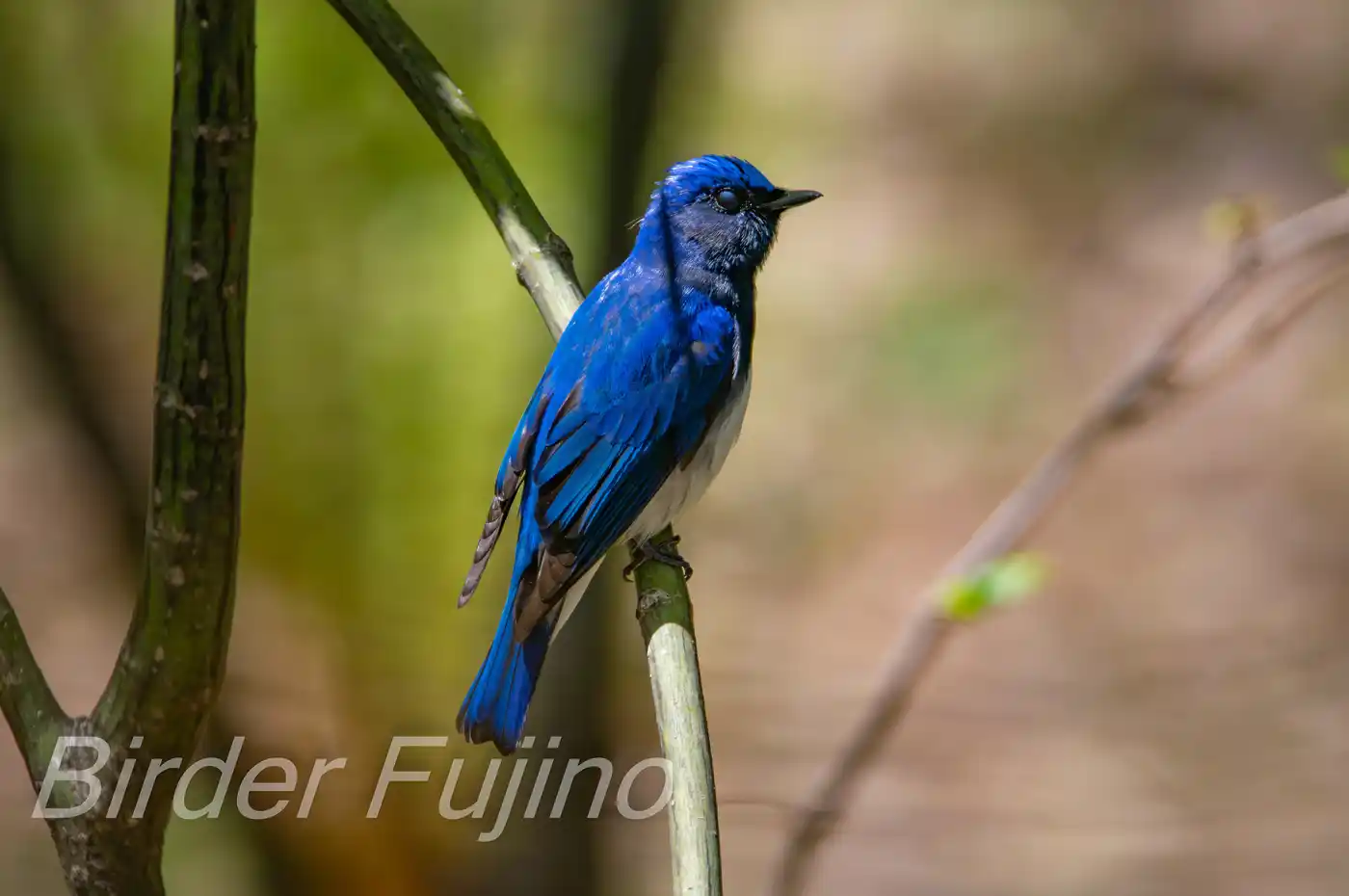 野鳥写真・オオルリの写真