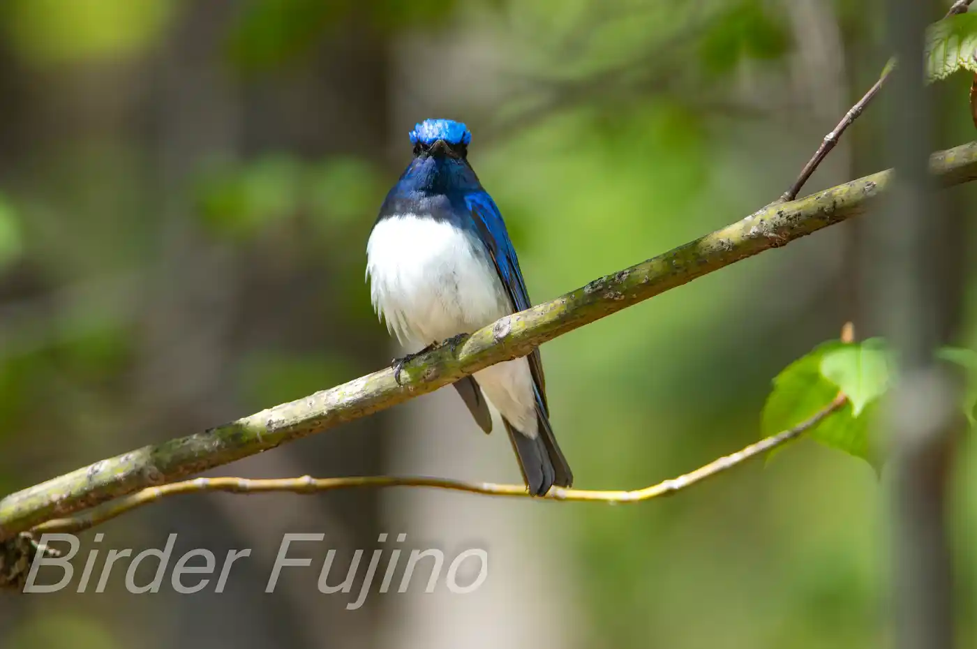野鳥写真・オオルリの写真