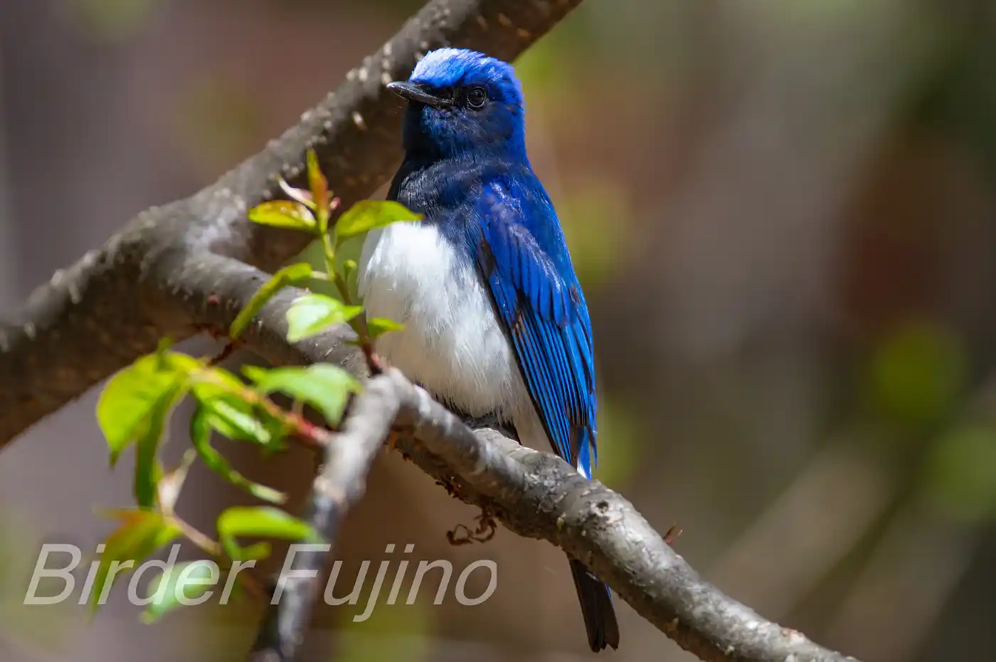 野鳥写真・オオルリの写真